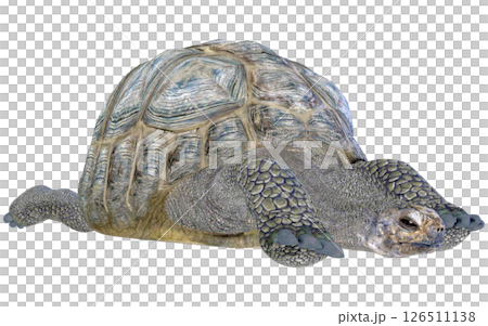 ゾウガメ 126511138