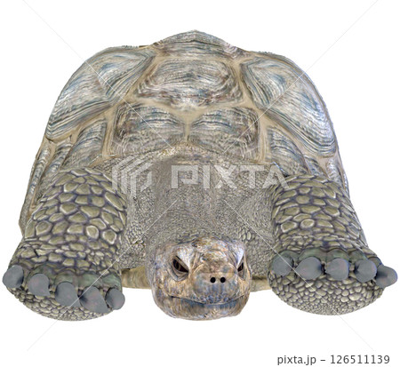 ゾウガメ 126511139