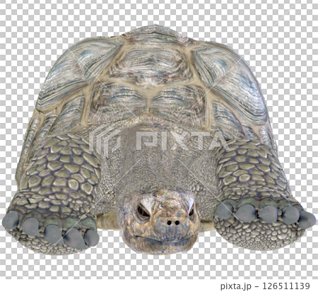 ゾウガメ 126511139