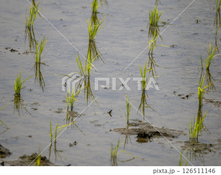 苗が植えられた水田の風景 苗が植えられた水田の風景 126511146