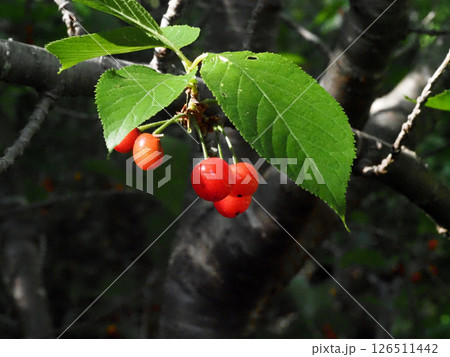 日差しを浴びたサクランボ(実をつけた桜の枝先のクローズアップ) 日差しを浴びたサクランボ(実をつけた桜の枝先のクローズアップ) 126511442
