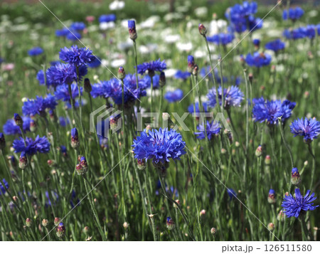 日差しを浴びたヤグルマギクの青い花のクローズアップ(春の香長平野に咲いた矢車草) 日差しを浴びたヤグルマギクの青い花のクローズアップ(春の香長平野に咲いた矢車草) 126511580