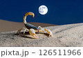 A scorpion stands on sand dune under a full moon in the desert night. 126511966