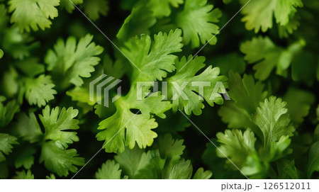 Fresh green coriander (cilantro) leaves, close-up, showing vibrant texture and detail. 126512011