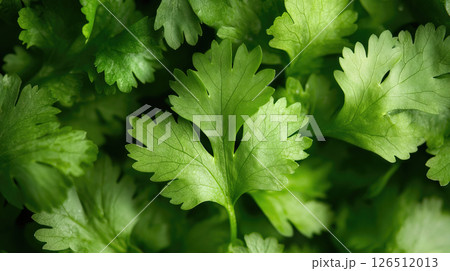 Fresh green coriander (cilantro) leaves, close-up, showing vibrant texture and detail. 126512013