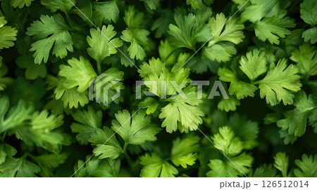 Fresh green coriander (cilantro) leaves, close-up, showing vibrant texture and detail. 126512014