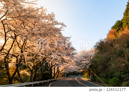 神奈川県の箱根ターンパイクの峠道にある桜が美しい駐車場 神奈川県の箱根ターンパイクの峠道にある桜が美しい駐車場 126512177