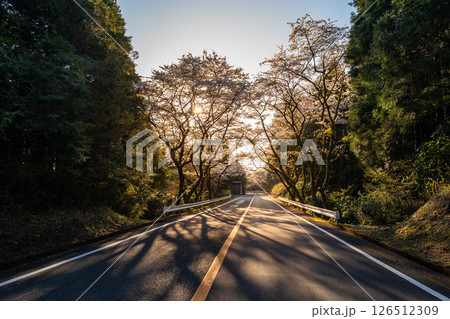 神奈川県の箱根ターンパイクの峠道にある桜が美しい道路 神奈川県の箱根ターンパイクの峠道にある桜が美しい道路 126512309