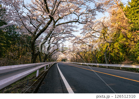 神奈川県の箱根ターンパイクの峠道にある桜が美しい道路 神奈川県の箱根ターンパイクの峠道にある桜が美しい道路 126512310
