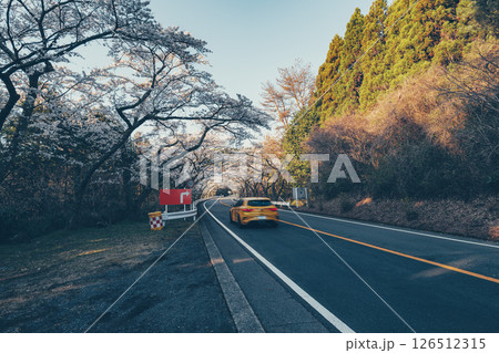 神奈川県の箱根ターンパイクの峠道にある桜が美しい道路 126512315