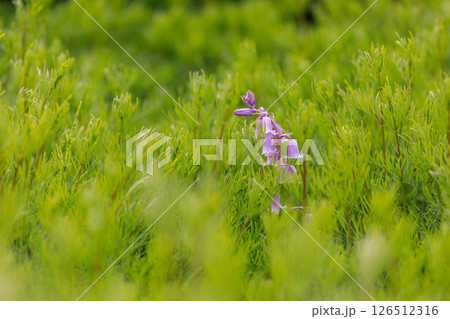 北海道由仁町、ピンク色のシラー・カンパニュラータ【5月】 北海道由仁町、ピンク色のシラー・カンパニュラータ【5月】 126512316