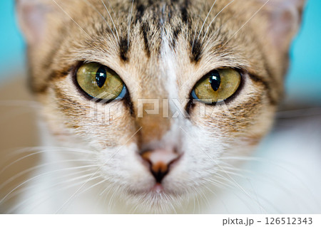 Close-up portrait of a cat with intense yellow eyes and focused gaze Close-up portrait of a cat with intense yellow eyes and focused gaze 126512343