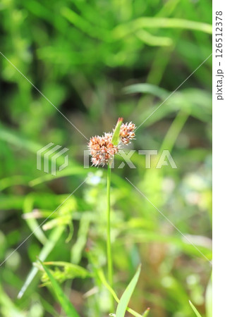 草地に生える雀の槍（スズメノヤリ） 126512378