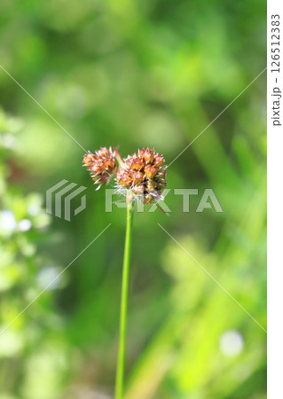 草地に生える雀の槍（スズメノヤリ） 126512383