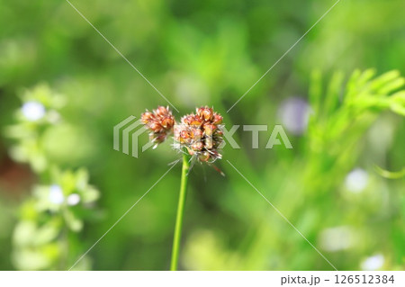 草地に生える雀の槍（スズメノヤリ） 126512384