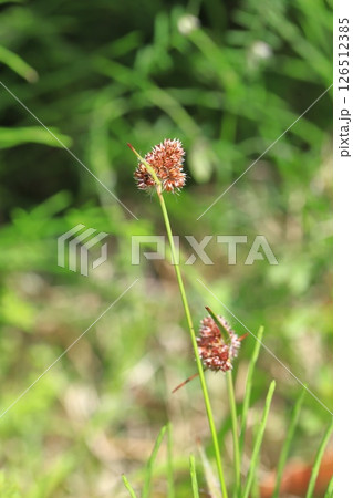 草地に生える雀の槍（スズメノヤリ） 126512385