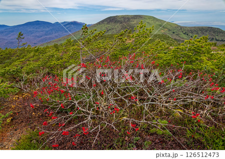 安達太良山・鉄山のナナカマドの実と箕輪山 126512473