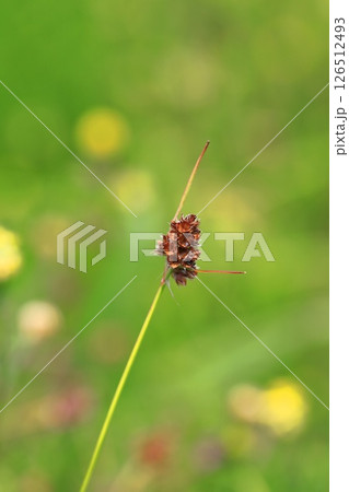 草地に生える雀の槍(スズメノヤリ) 草地に生える雀の槍(スズメノヤリ) 126512493