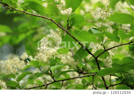 池のほとりで咲いた黒実の錦織木の花 池のほとりで咲いた黒実の錦織木の花 126512830