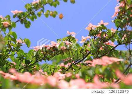 ピンク色のヤマボウシの花 126512879