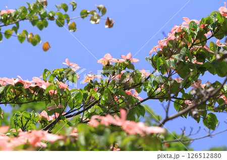 ピンク色のヤマボウシの花 ピンク色のヤマボウシの花 126512880