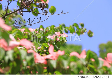 ピンク色のヤマボウシの花 ピンク色のヤマボウシの花 126512881