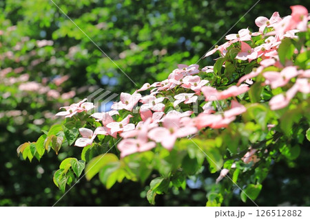 ピンク色のヤマボウシの花 126512882