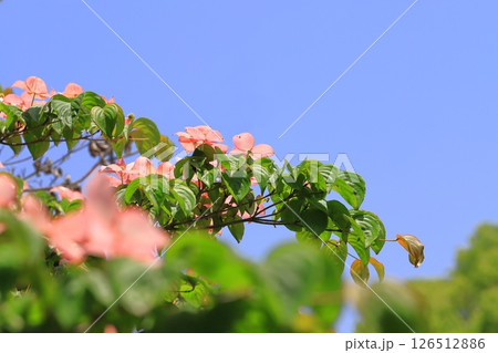 ピンク色のヤマボウシの花 126512886