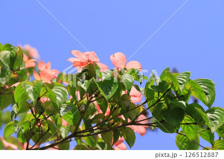 ピンク色のヤマボウシの花 126512887