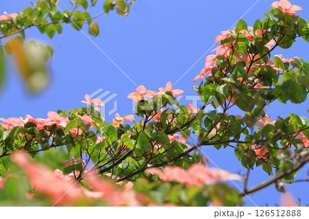 ピンク色のヤマボウシの花 126512888