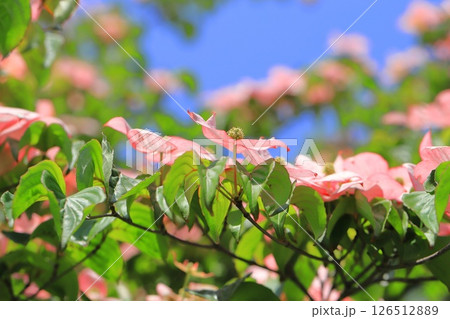 ピンク色のヤマボウシの花 126512889