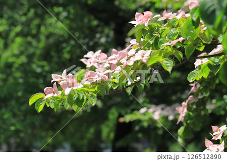 ピンク色のヤマボウシの花 126512890