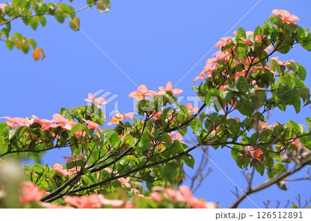 ピンク色のヤマボウシの花 126512891