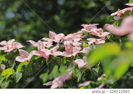 ピンク色のヤマボウシの花 126512893