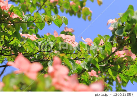 ピンク色のヤマボウシの花 126512897