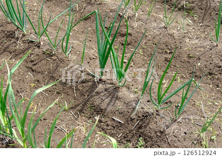 多品種栽培の農家 126512924