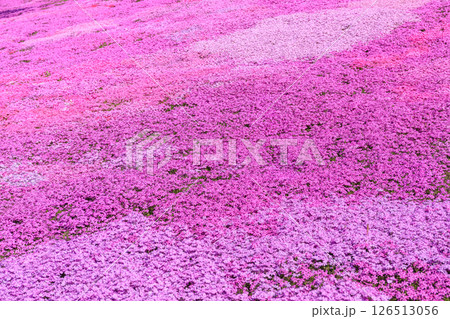 北海道滝上町、日本一の芝桜の群落が夢の世界へと誘う、芝ざくら滝上公園【5月】 126513056