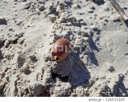 An oval shaped shell on the beach. An oval shaped shell on the beach. 126513105