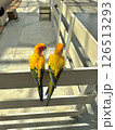 コガネメキシコインコ 126513293