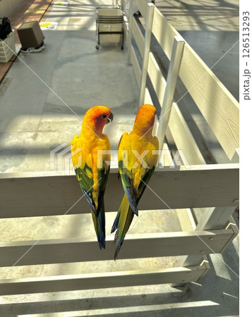 コガネメキシコインコ 126513293