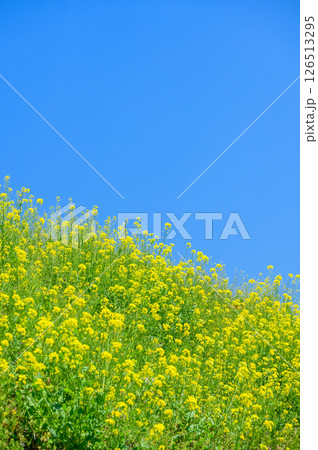 青空と菜の花 青空と菜の花 126513295