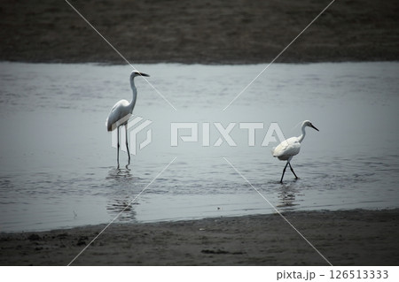 シラサギのカップル 126513333