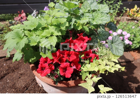 赤いサフィニアの寄せ植え 赤いサフィニアの寄せ植え 126513647