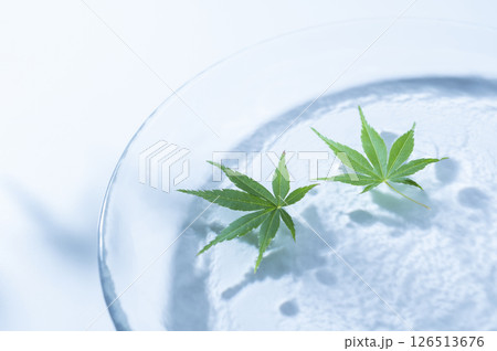 水に浮かぶ青もみじ 126513676