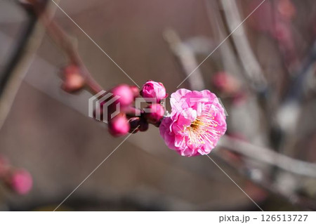 一輪だけ咲いた梅 126513727