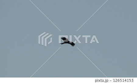 青空高く飛翔する鷲 126514153