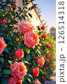 咲き誇る薔薇を作成しました 126514318