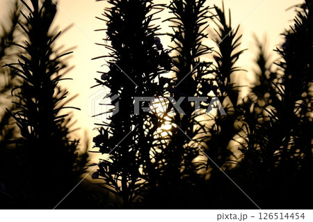 夕日の色とローズマリー 126514454