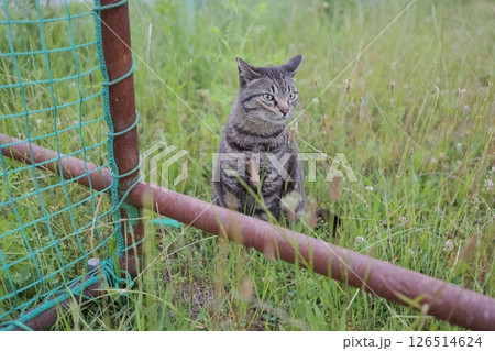 広場で遊ぶとら猫 広場で遊ぶとら猫 126514624