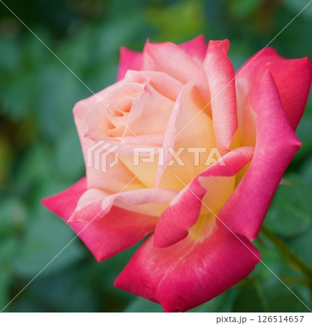 ひさみ　覆輪のバラ 126514657